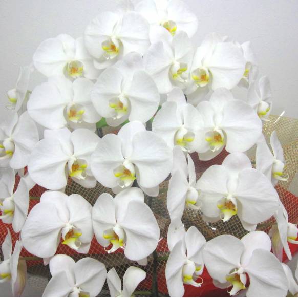 高級胡蝶蘭～Premium White～(38輪以上)