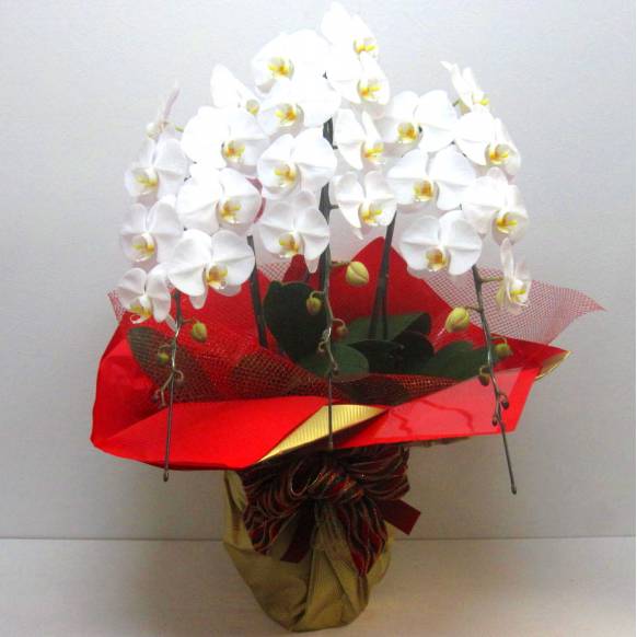 高級胡蝶蘭～Premium White～(30輪以上)
