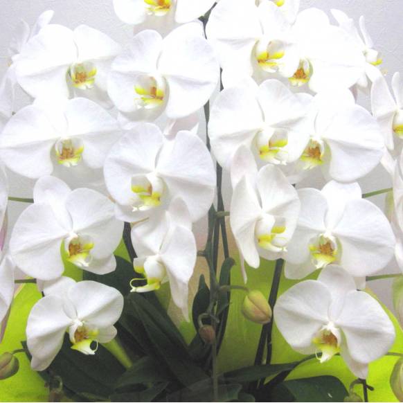 高級胡蝶蘭～Premium White～(24輪以上)