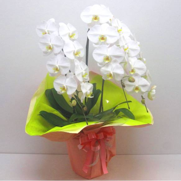 高級胡蝶蘭～Premium White～(24輪以上)
