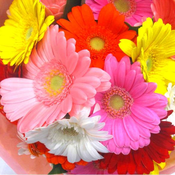 《Bouquet》Gerbera Pastel Mini