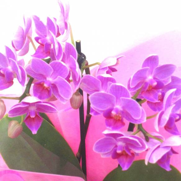《Phalaenopsis》Happy Pink/2FL