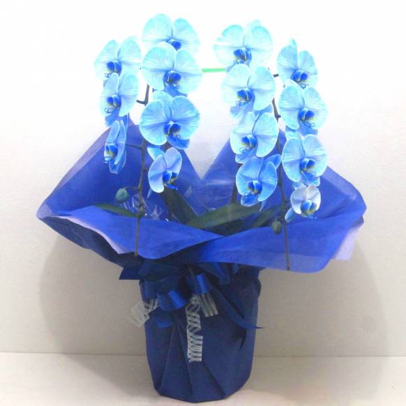 花キューピット加盟店 店舗名：花樹園
フラワーギフト商品番号：902213
商品名：《Phalaenopsis》Blue Elegance/2FL 