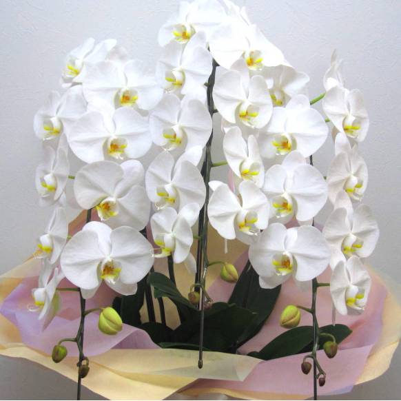 《Funal Phalaenopsis》Eternal White/3FL