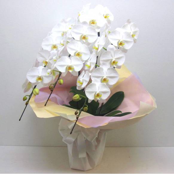 《Funal Phalaenopsis》Eternal White/3FL