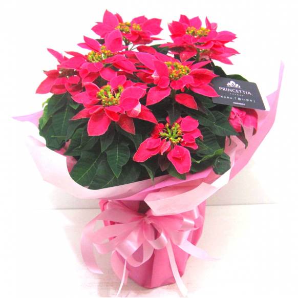 《Flower pots》PRINCETTIA（Hot Pink）