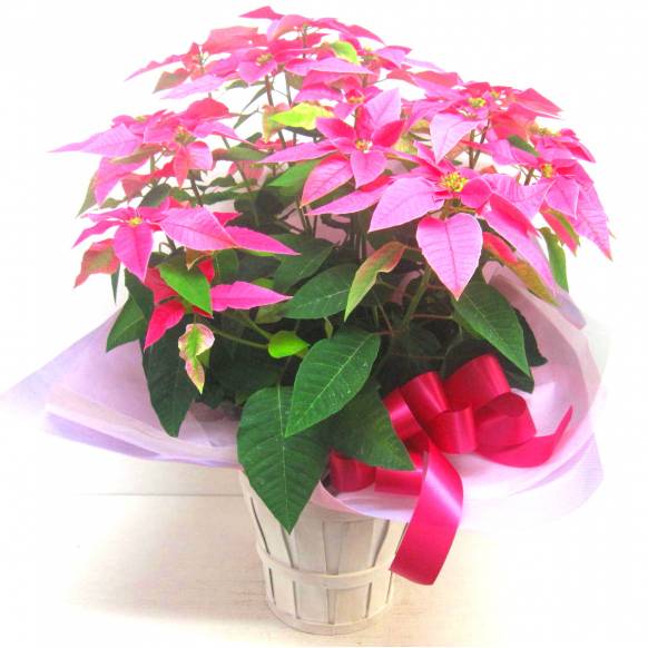 《Flower pots》Your special PRINCETTIA（Pink） 902521