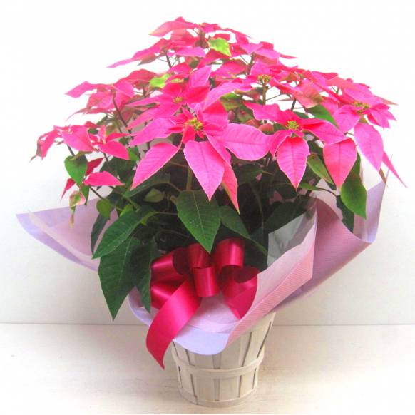 《Flower pots》Your special PRINCETTIA（Pink）