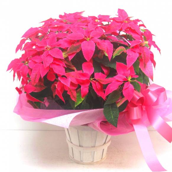 《Flower pots》Your special PRINCETTIA（Hot Pink） 902522