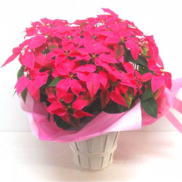 《Flower pots》Your special PRINCETTIA（Hot Pink）