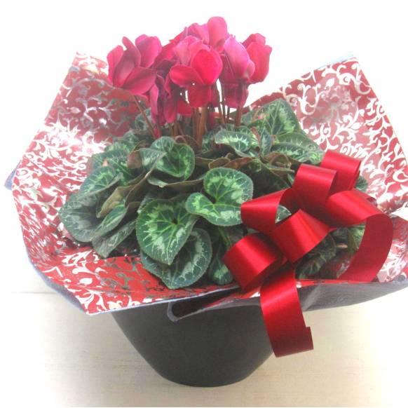 《Flower pots》Luxury Compote Premium Cyclamen(WR)  902523