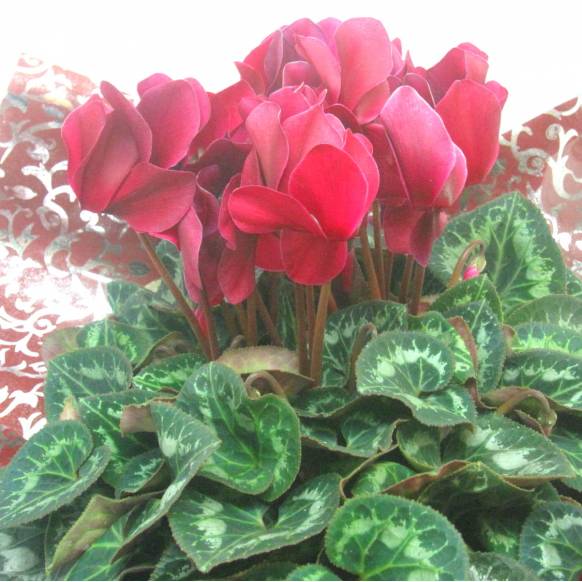 《Flower pots》Luxury Compote Premium Cyclamen(WR) 