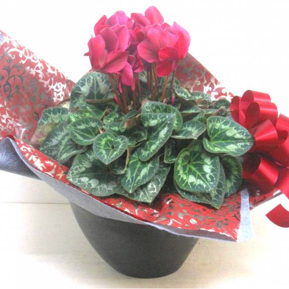 《Flower pots》Luxury Compote Premium Cyclamen(WR) 