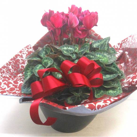 《Flower pots》Luxury Compote Premium Cyclamen(WR) 