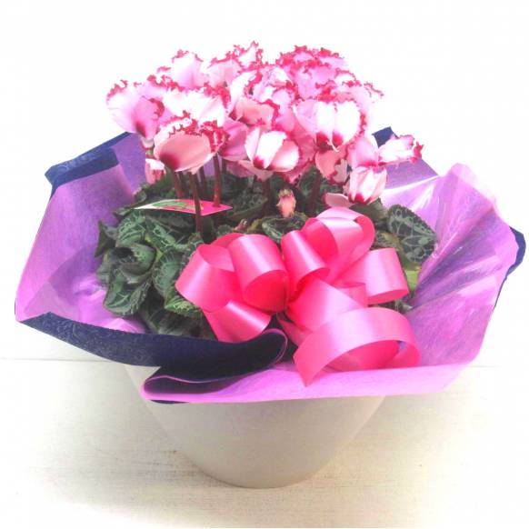 《Flower pots》Luxury Compote Premium Cyclamen(V) 902524