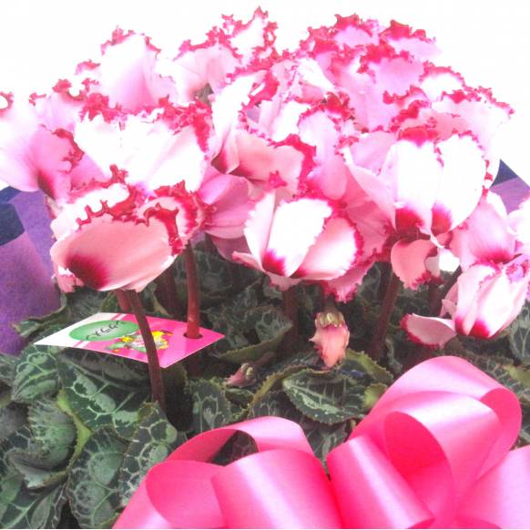 《Flower pots》Luxury Compote Premium Cyclamen(V)