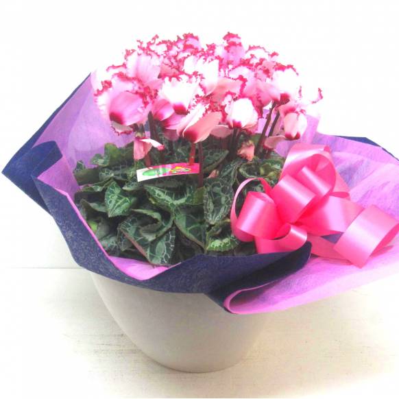 《Flower pots》Luxury Compote Premium Cyclamen(V)