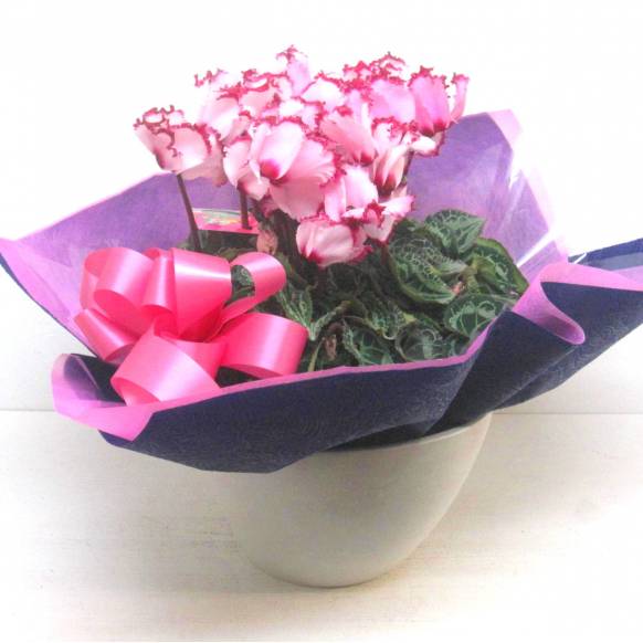 《Flower pots》Luxury Compote Premium Cyclamen(V)