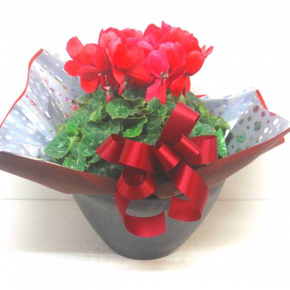 《Flower pots》Luxury Compote Premium Cyclamen(R)  902525