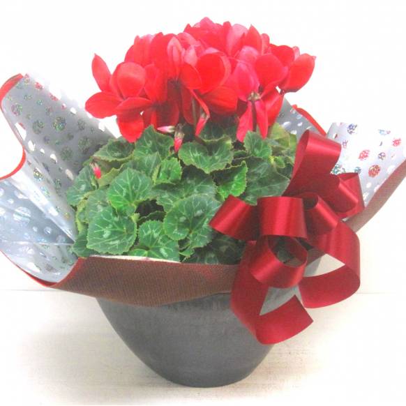 《Flower pots》Luxury Compote Premium Cyclamen(R) 