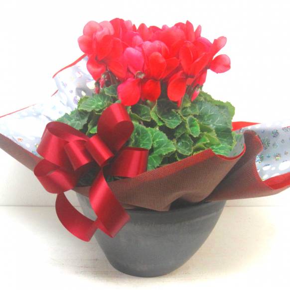 《Flower pots》Luxury Compote Premium Cyclamen(R) 