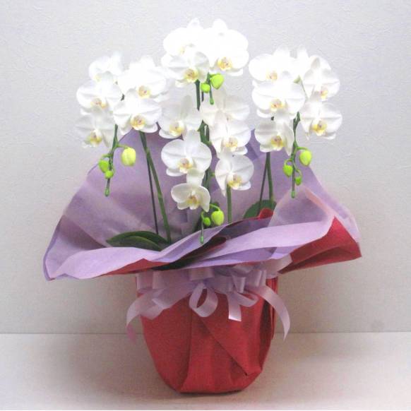 《Phalaenopsis》Amatrice/4FL 