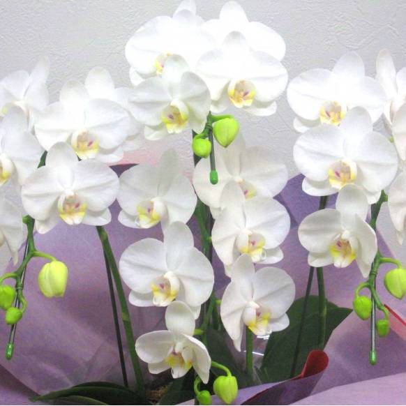 《Phalaenopsis》Amatrice/4FL 