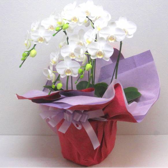 《Phalaenopsis》Amatrice/4FL 