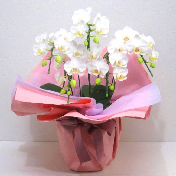 《Phalaenopsis》Amatrice/5FL