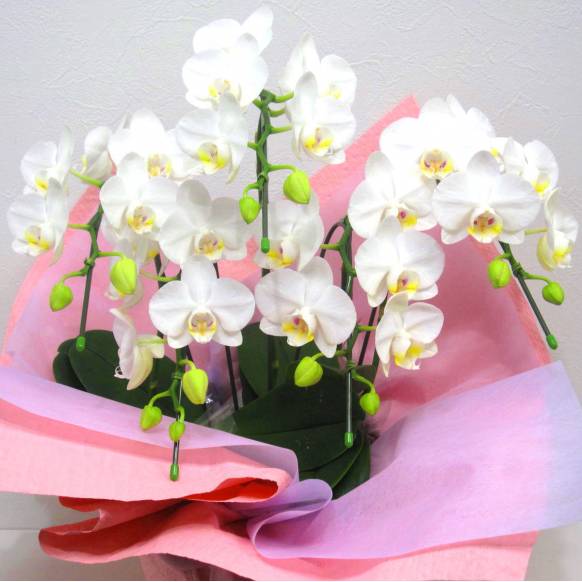 《Phalaenopsis》Amatrice/5FL