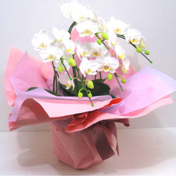 《Phalaenopsis》Amatrice/5FL