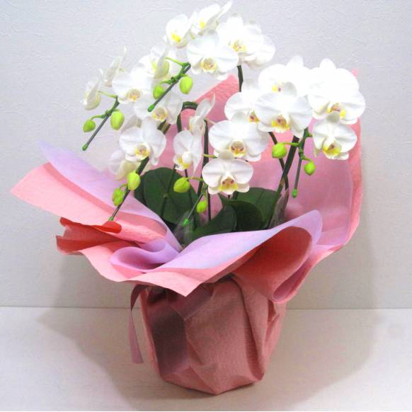 《Phalaenopsis》Amatrice/5FL