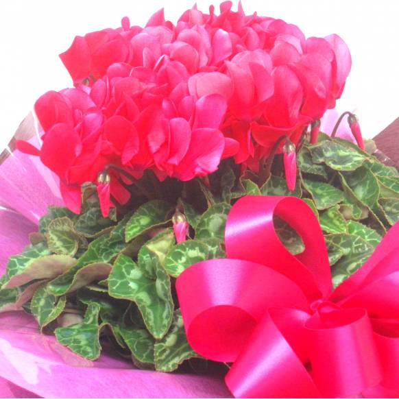 《Flower pots》Basket Cyclamen(Hot Pink)