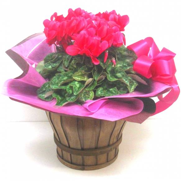 《Flower pots》Basket Cyclamen(Hot Pink)