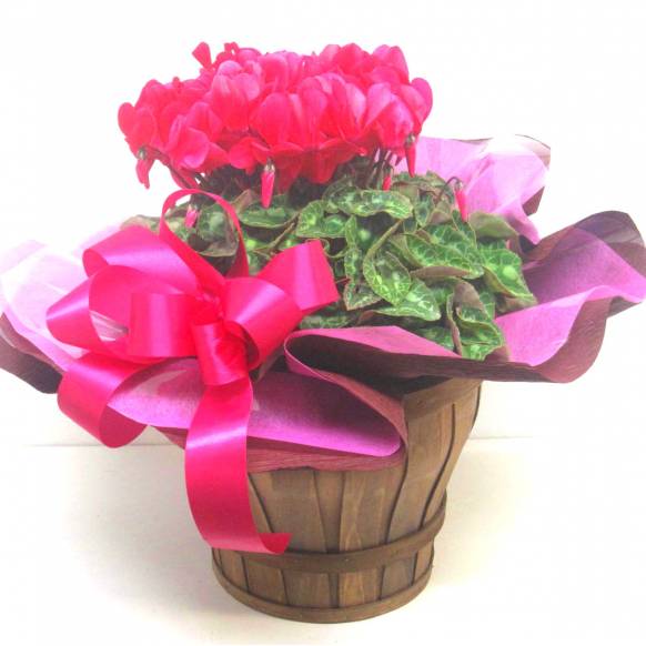 《Flower pots》Basket Cyclamen(Hot Pink)