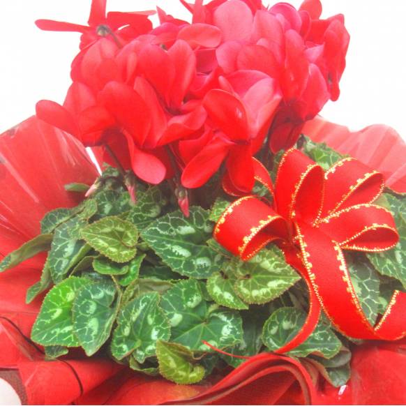 《Flower pots》Cyclamen Red Frill wrapping