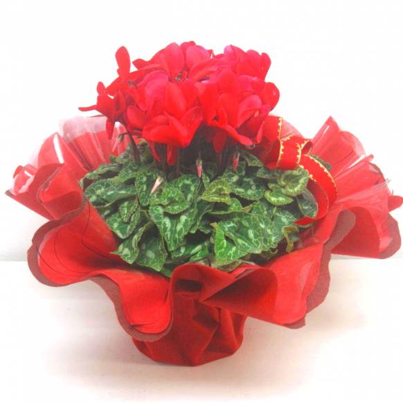 《Flower pots》Cyclamen Red Frill wrapping