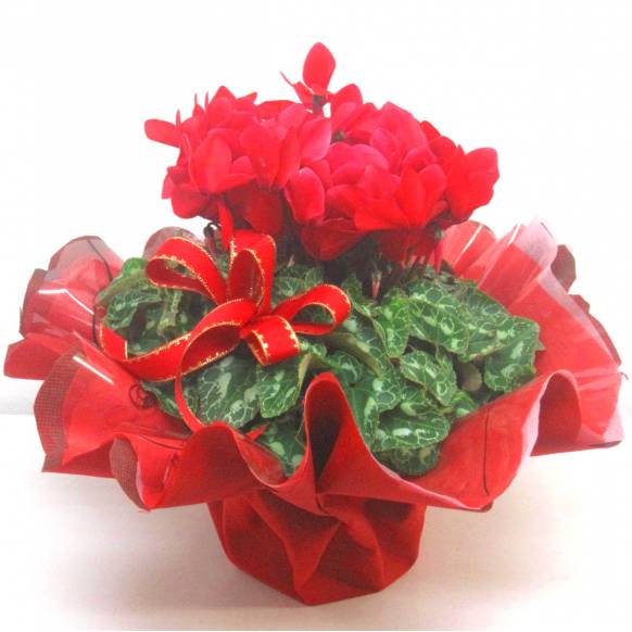 《Flower pots》Cyclamen Red Frill wrapping