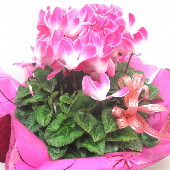 《Flower pots》Cyclamen Pink Frill wrapping