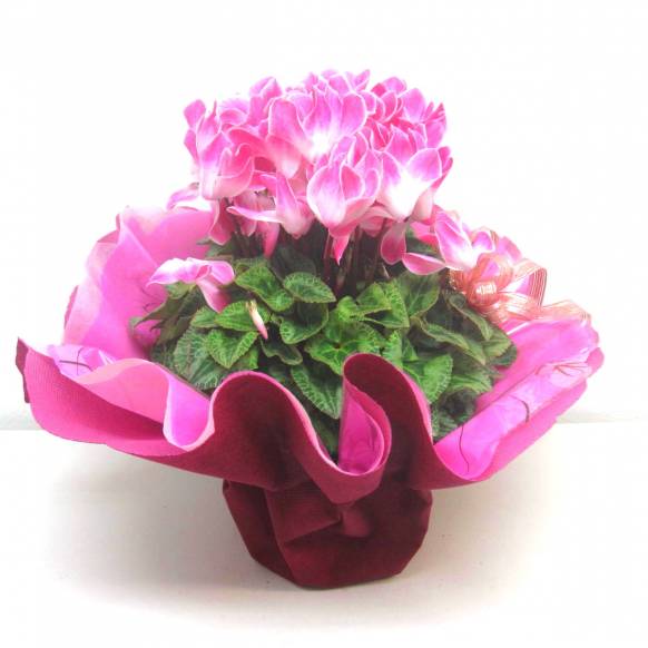 《Flower pots》Cyclamen Pink Frill wrapping