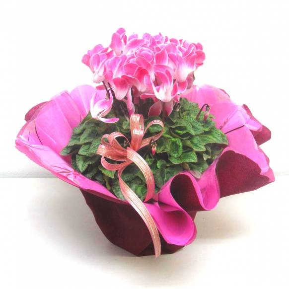 《Flower pots》Cyclamen Pink Frill wrapping