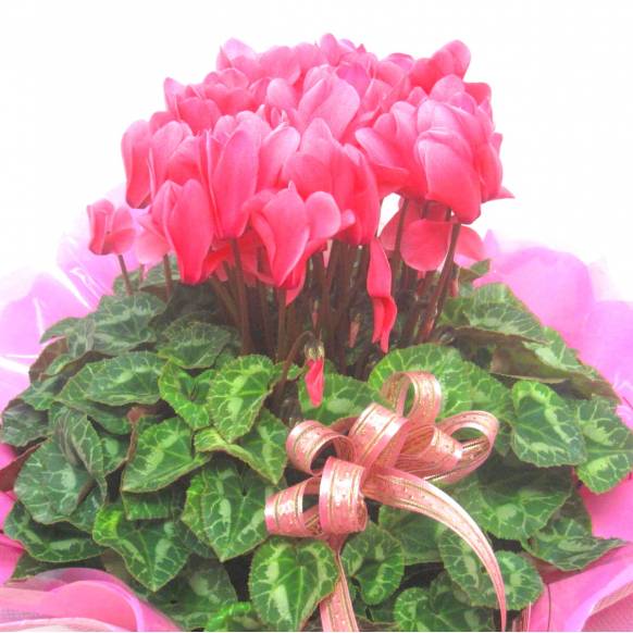 《Flower pots》Cyclamen Salmon Pink Frill wrapping