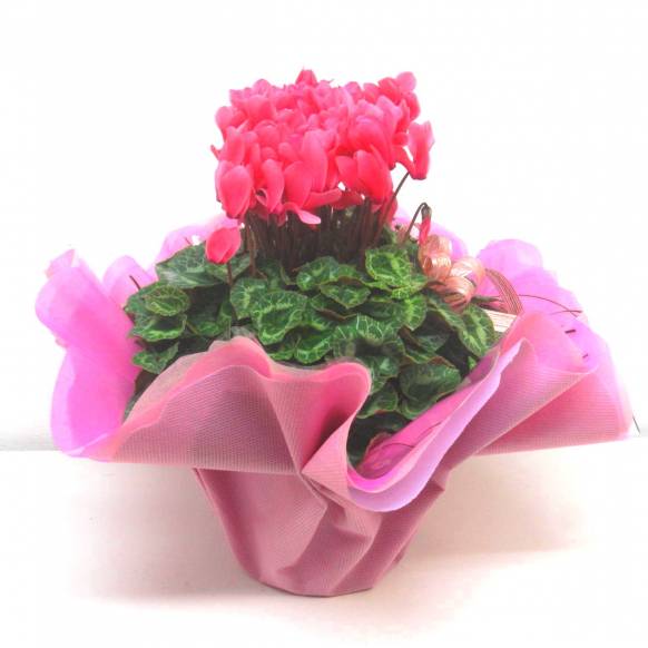 《Flower pots》Cyclamen Salmon Pink Frill wrapping