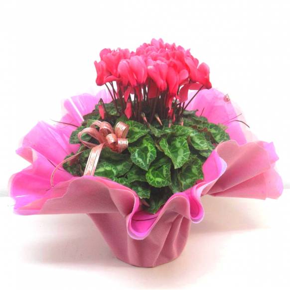 《Flower pots》Cyclamen Salmon Pink Frill wrapping