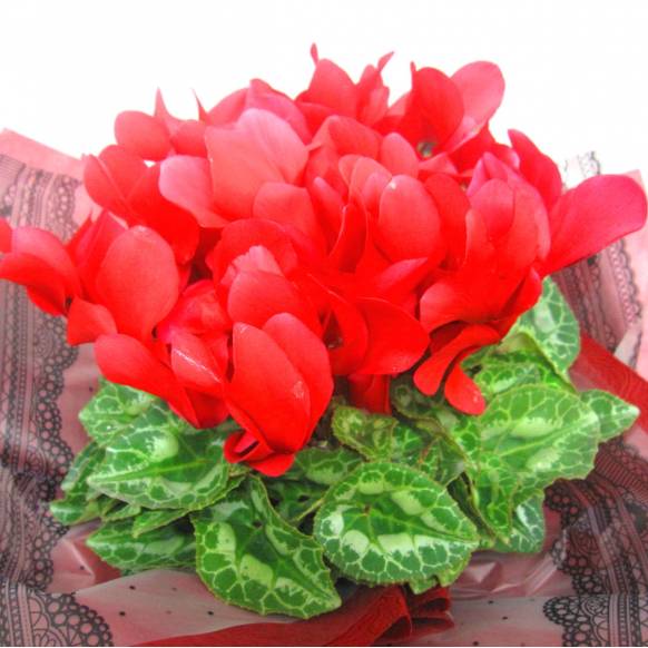 《Flower pots》Cyclamen Red(Original wrapping)