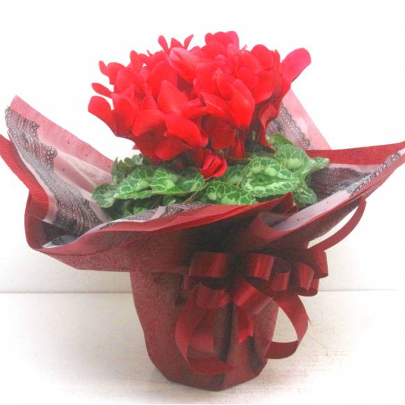 《Flower pots》Cyclamen Red(Original wrapping)