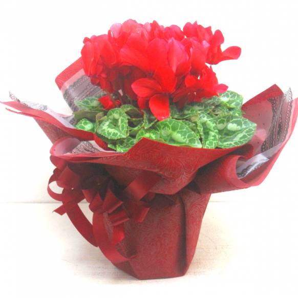 《Flower pots》Cyclamen Red(Original wrapping)