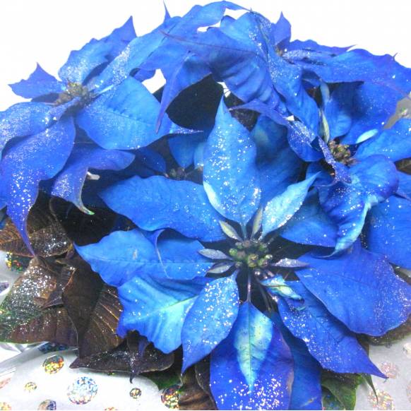 《Flower pots》Poinsettia （Blue×Silver）
