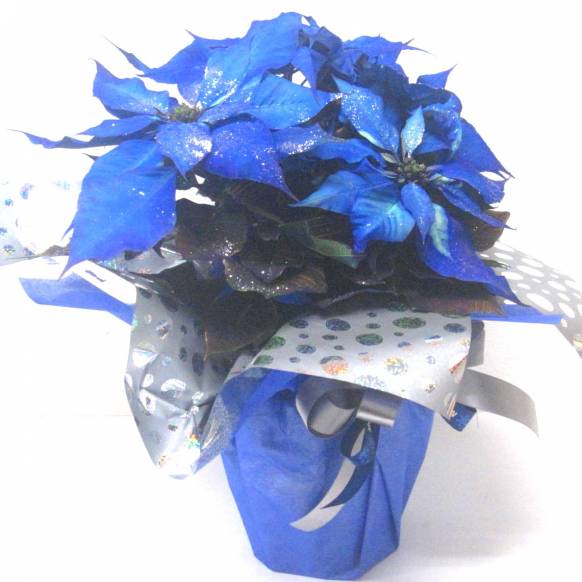 《Flower pots》Poinsettia （Blue×Silver）