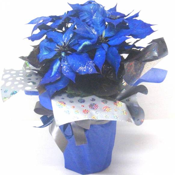 《Flower pots》Poinsettia （Blue×Silver）